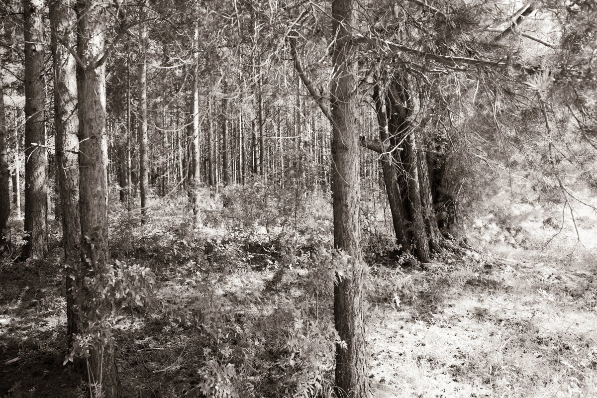 Фотография - Денис Безногов