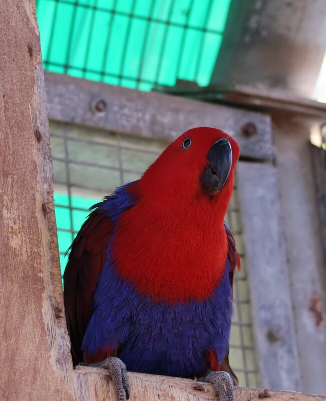 Попугай эклектус - Аркадий Басович