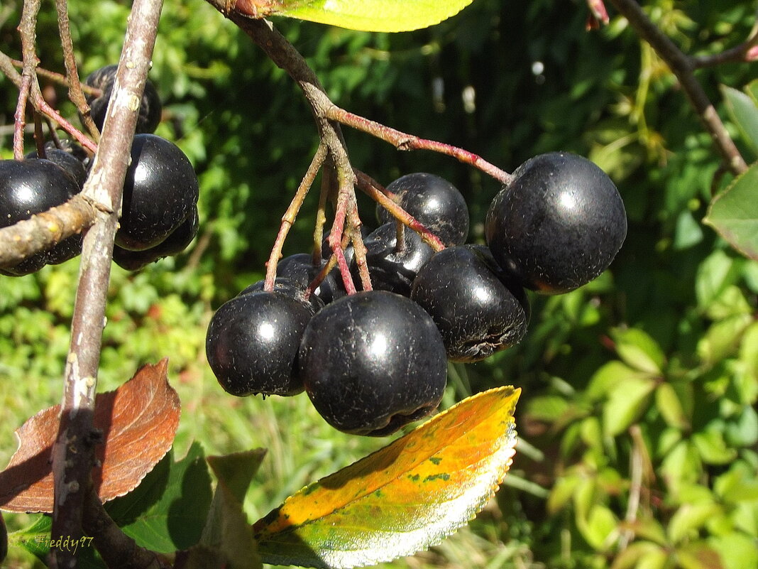 Черноплодная рябина - Freddy 97