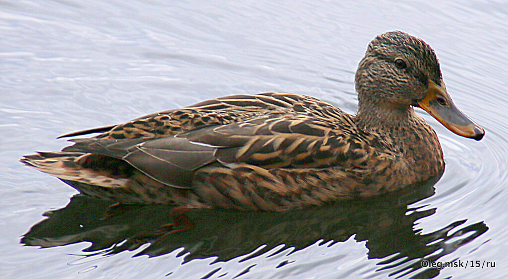 уточка - Олег Лукьянов
