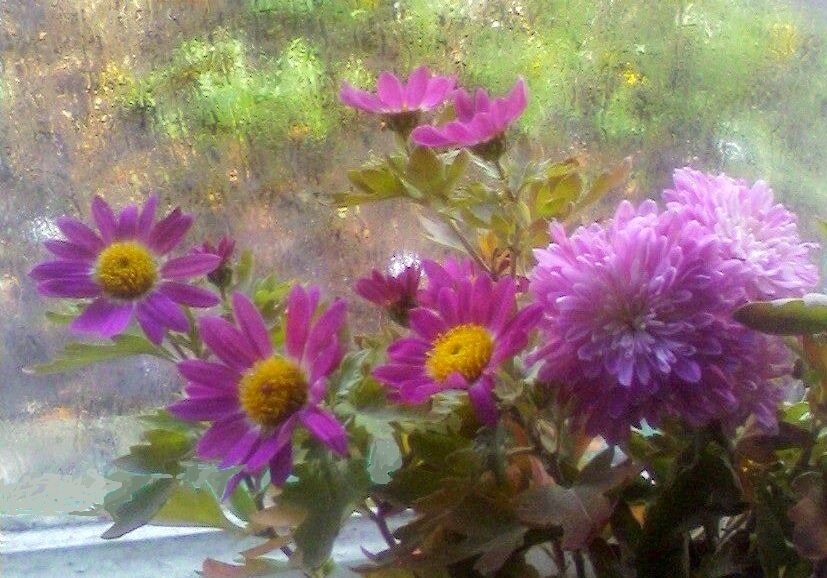 Тёплый дождик в конце осени - Наталья 