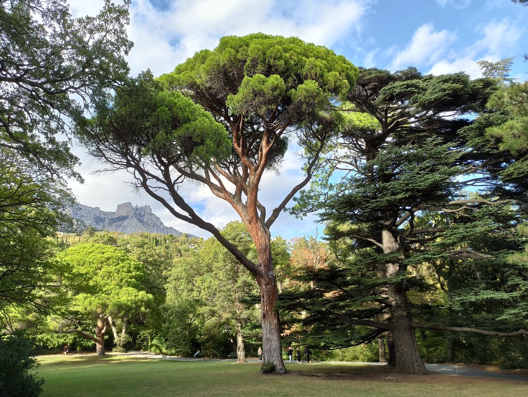 Воронцовский парк. Крым. - Галина 