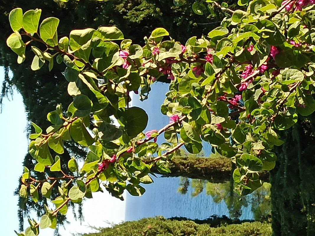 Природа Крыма - Галина 