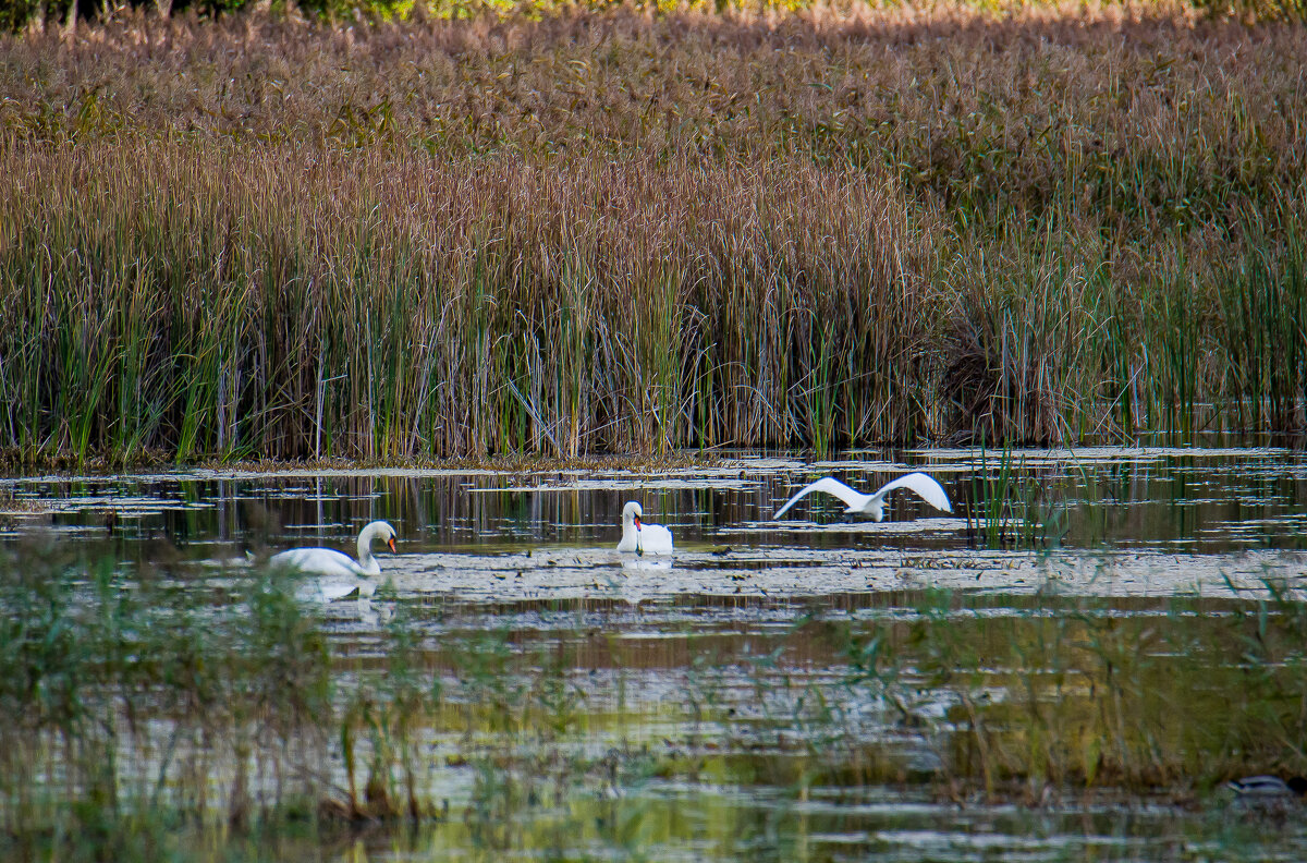 И тут уже занято..... - Sergey (Apg)