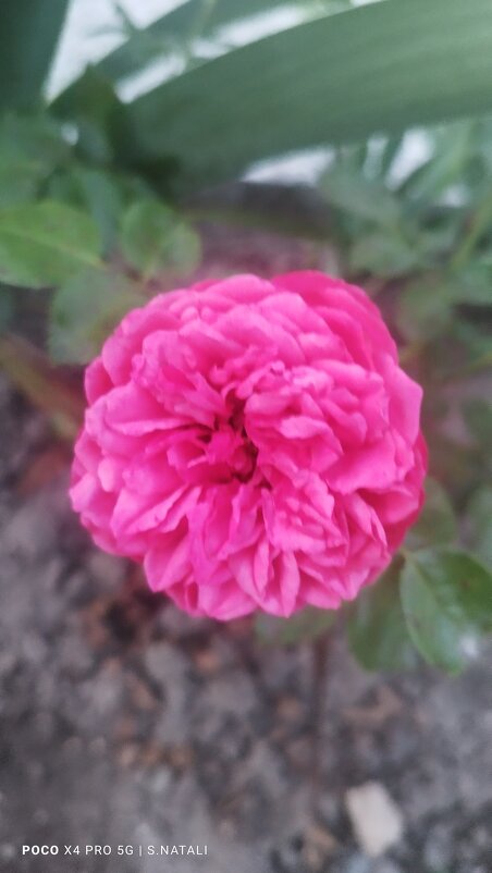 Королева цветов - Наталья Штанулина