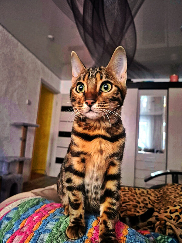 БЕНГАЛЬСКАЯ   КОШКА - Анатолий Малобродский