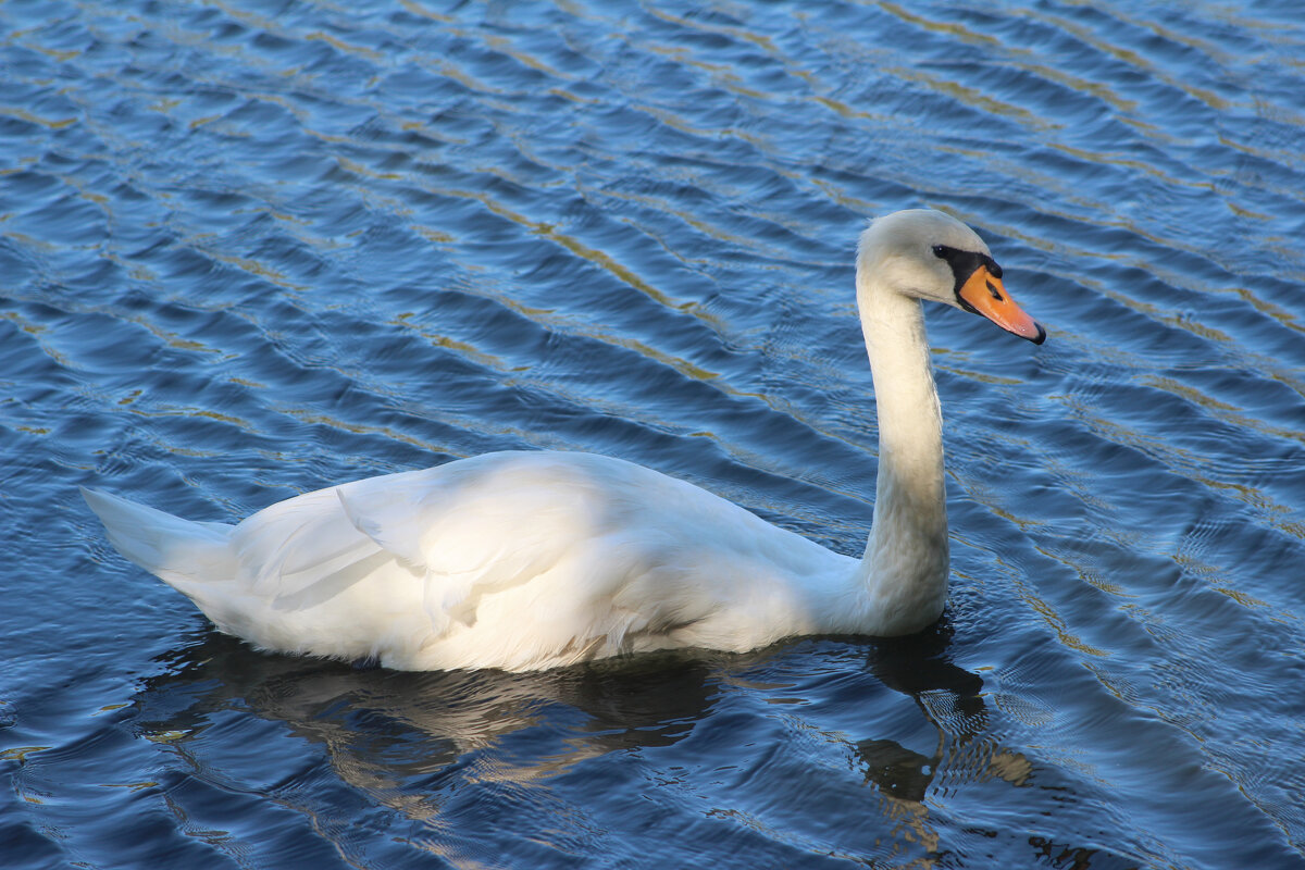 Лебедь. - Александр 