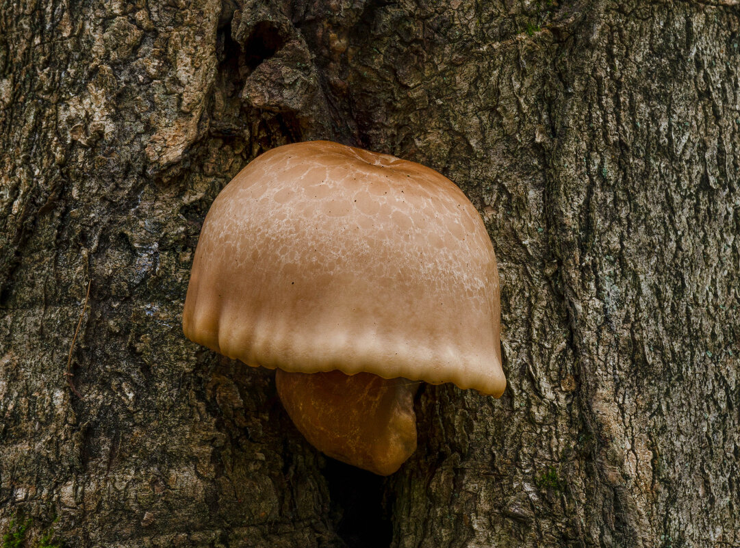 вешенка ильмовая - Va-Dim ...