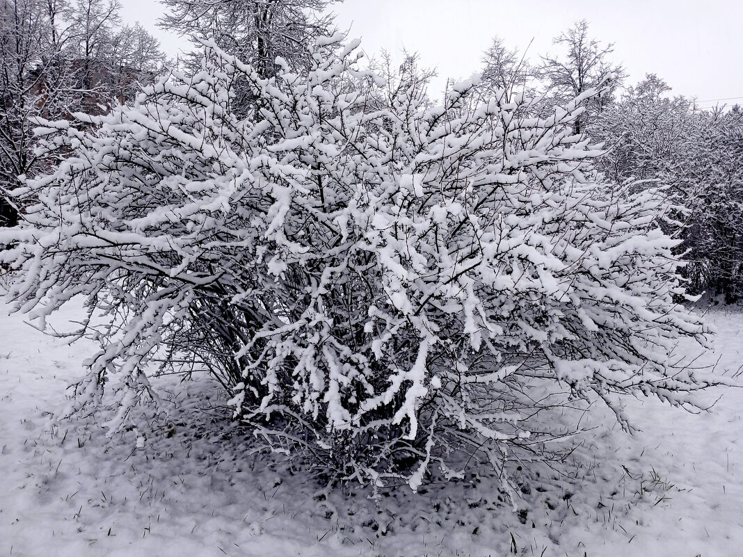 И сразу вдруг померкли все цвета... - Лия ☼