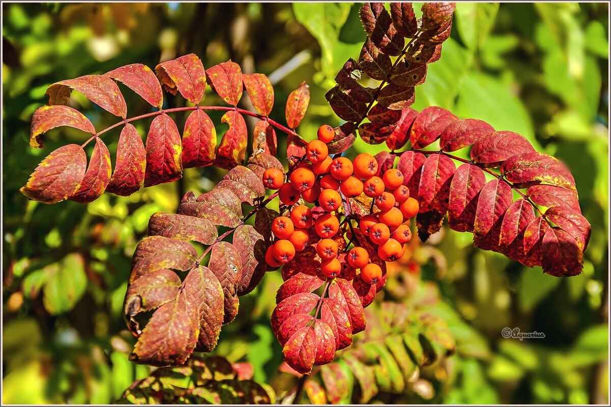 Про сентябрь - Aquarius - Сергей Про сентябрь - Aquarius - Сергей