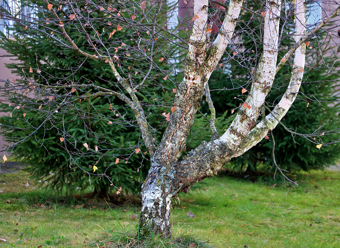 Многоствольная берёза - Светлана 