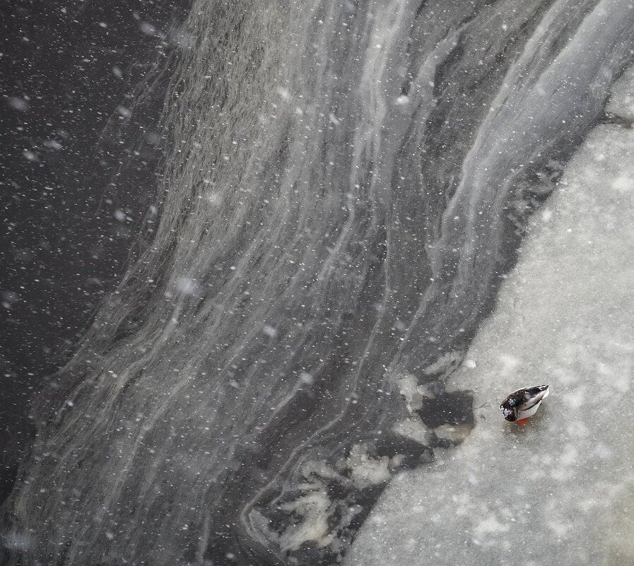 Лахтинский залив - Виктория Поликарпова