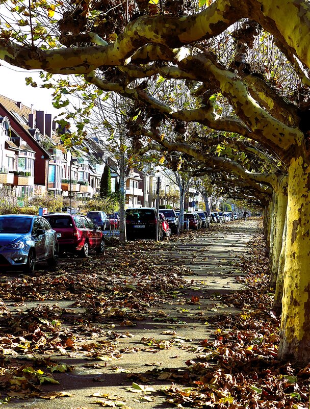 Осень в кадре(серия) - Владимир Манкер Осень в кадре(серия) - Владимир Манкер