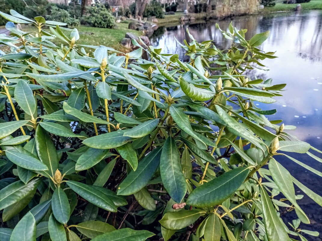 В Японском саду - Veera V