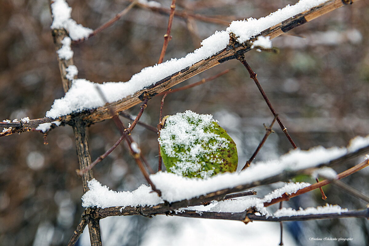 ... - Светлана Ищенко