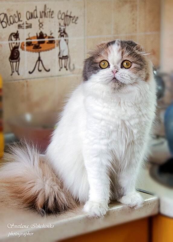 Хайленд-фолд - Светлана Ищенко