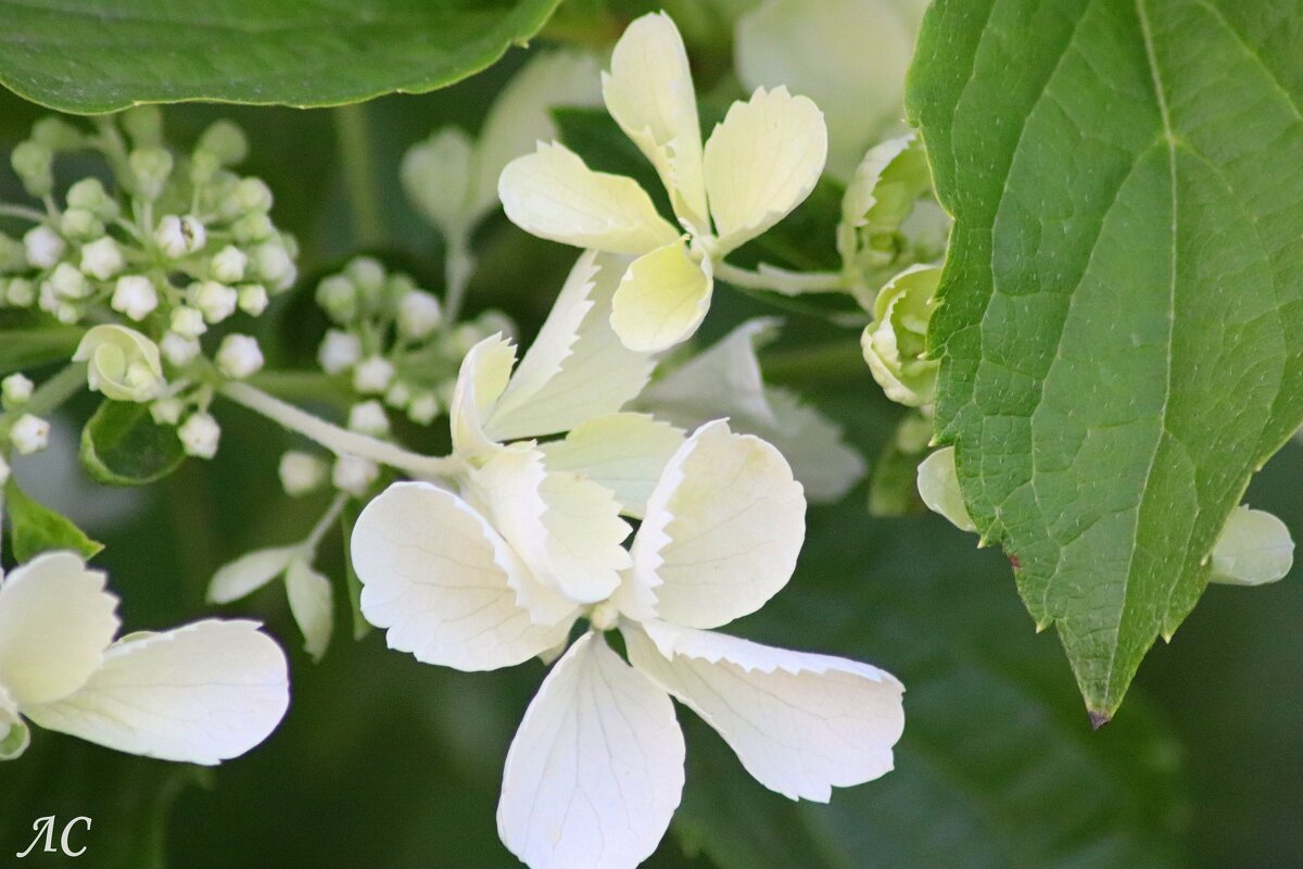 Гортензия метельчатая - Любовь Сахарова