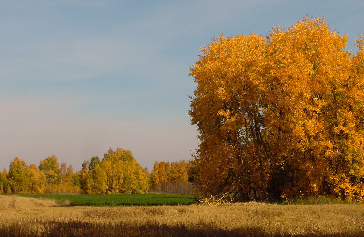 Ещё недавно осень была золотой. - nadyasilyuk Вознюк Ещё недавно осень была золотой. - nadyasilyuk Вознюк