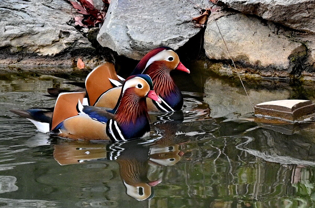 Мандаринки... - Николай Саржанов