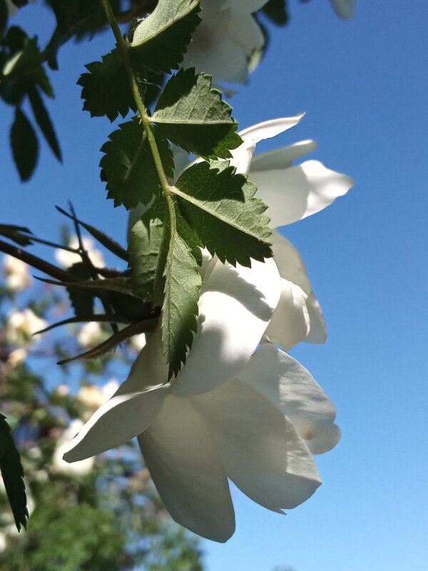 Шиповник во дворе - Фотогруппа Весна