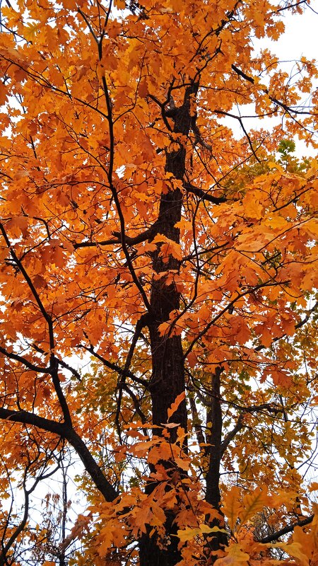 прекрасный октябрь - Елена Шаламова
