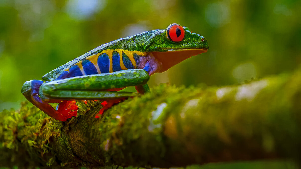 Красноглазая квакша - Aleksey Afonin