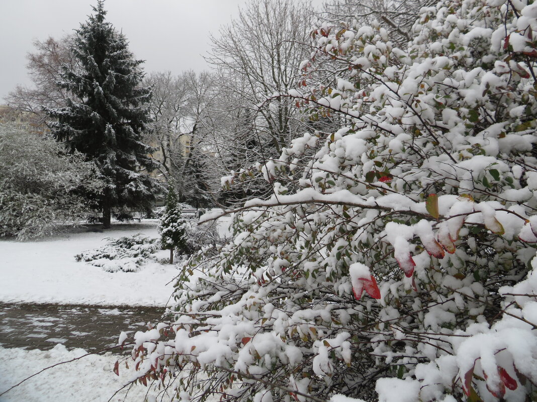 Первый снег - Ирина Олехнович Первый снег - Ирина Олехнович
