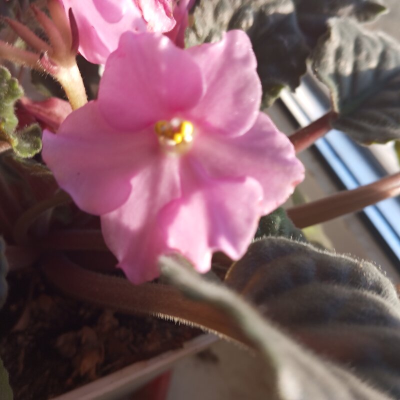 Фиалка - Елена Семигина Фиалка - Елена Семигина