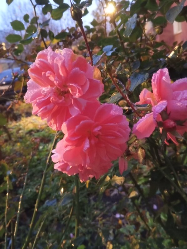 Роза - Сапсан 