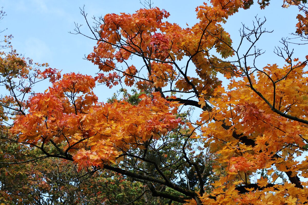 Клен - Сергей Карачин Клен - Сергей Карачин