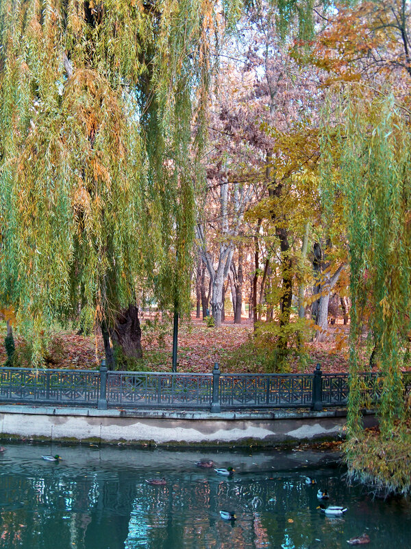 Плакучая  ива - Валентин Семчишин