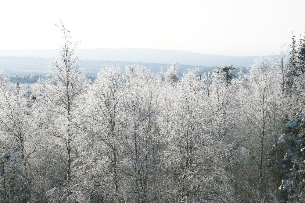 Хрустальный лес - Галина Ильясова