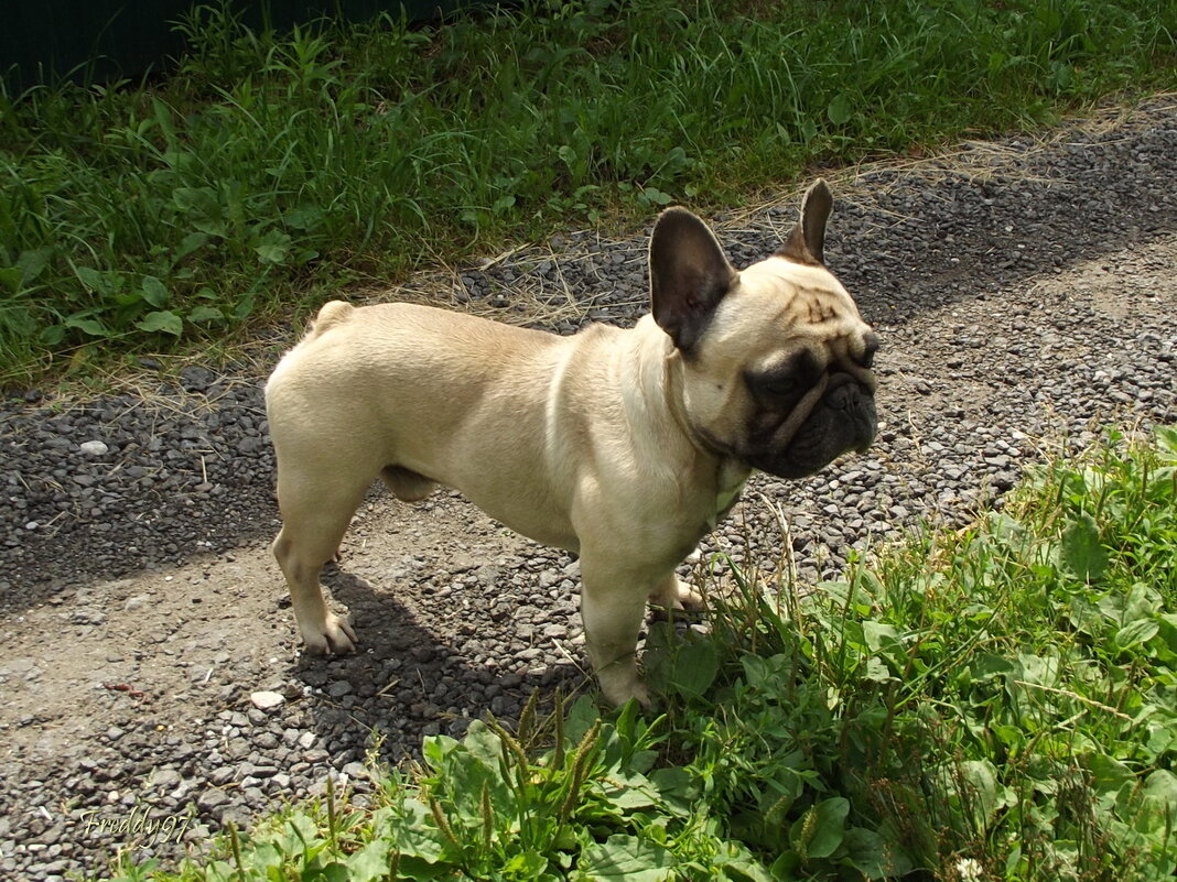 Дружок - Freddy 97