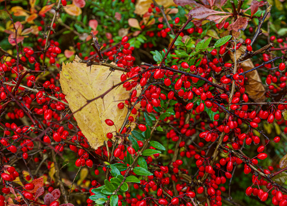 Барбарис созрел. - Lucy Schneider 