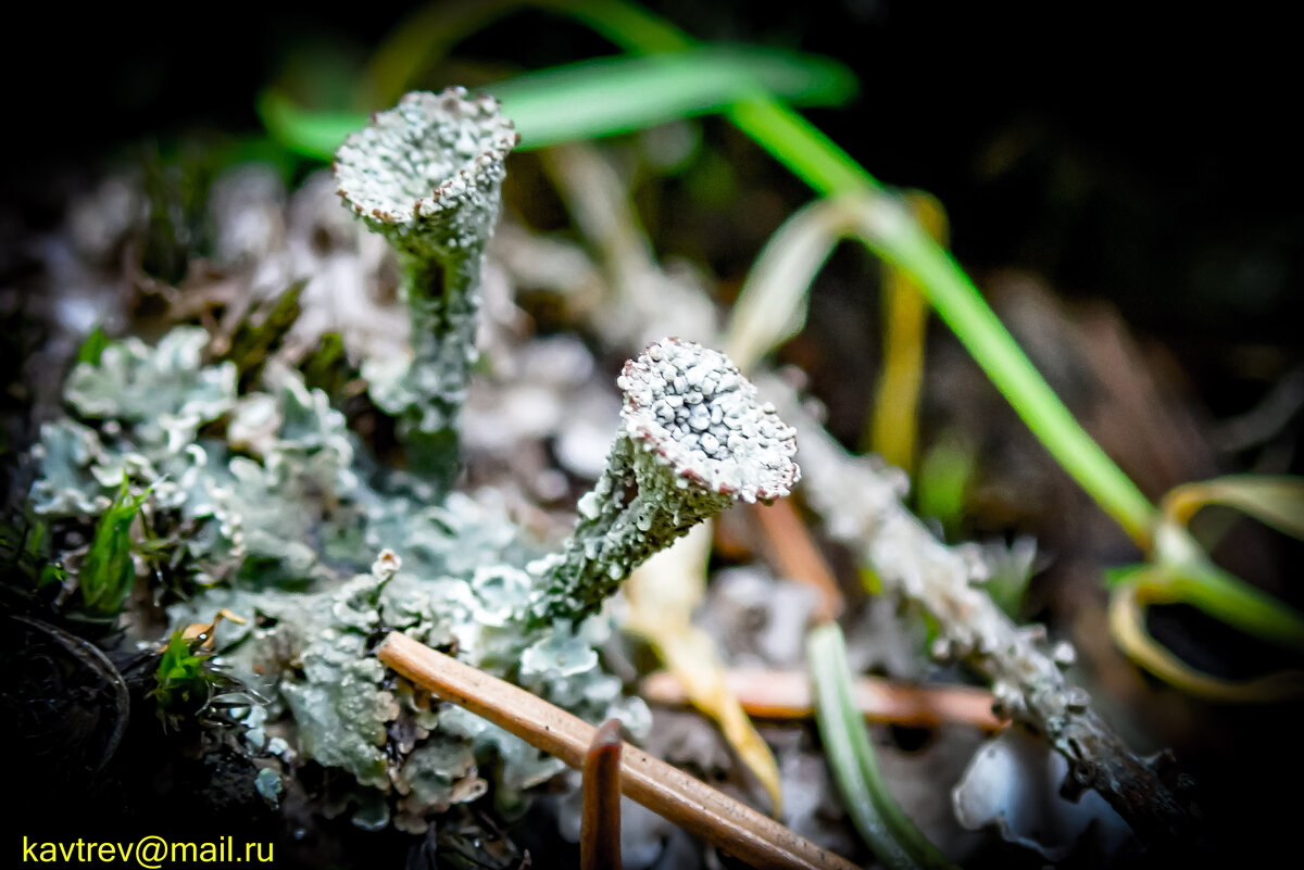 ЕЩЕ ЛИШАЙНИКИ - HART BAD