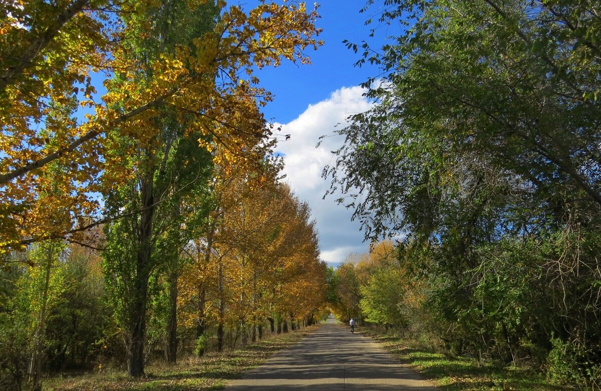Осенняя дорога - Natali 