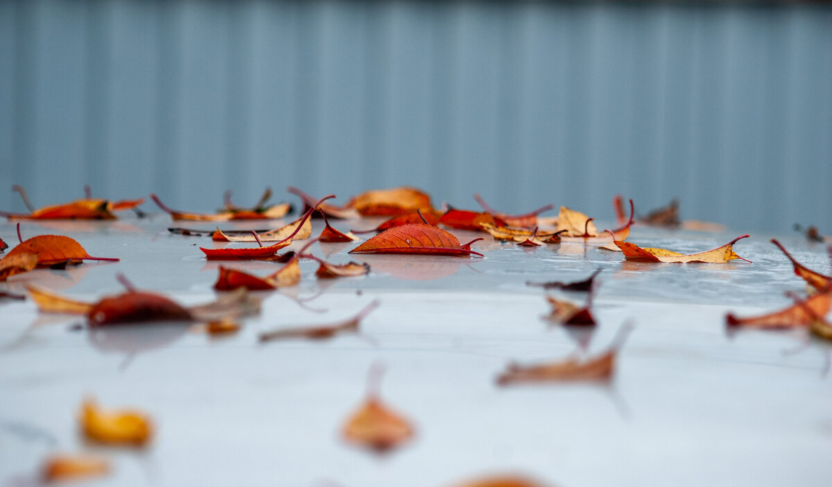 Последние листья - Владимир Иванович