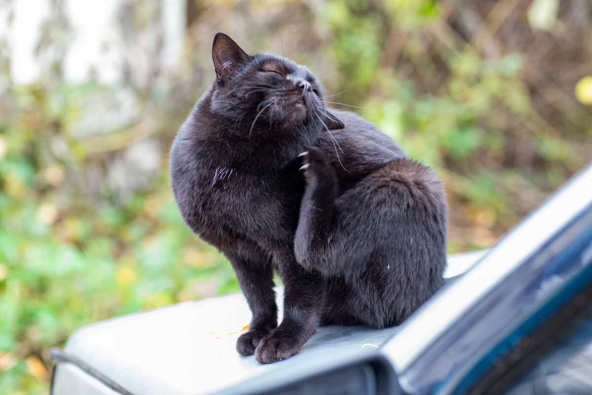 Черныш - Владимир Иванович