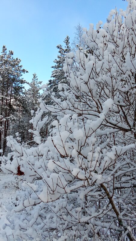 Снежный день - Ольга Попова (popova/j2011)