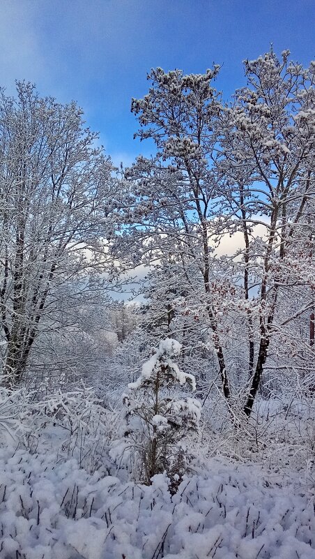 Снежный день - Ольга Попова (popova/j2011)