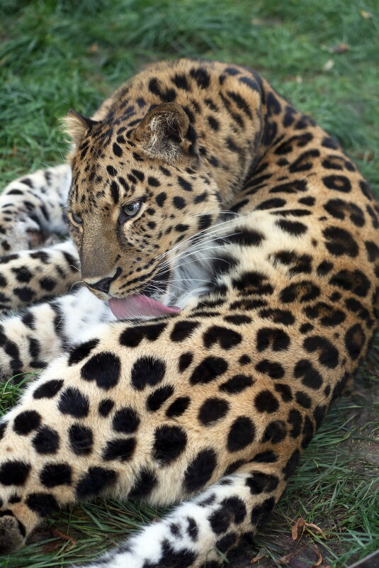 леопард - Михаил Бибичков