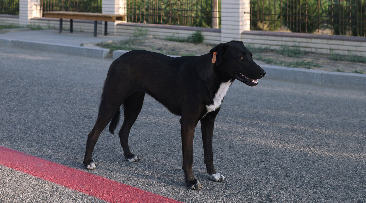 *** - Елена Алексеева