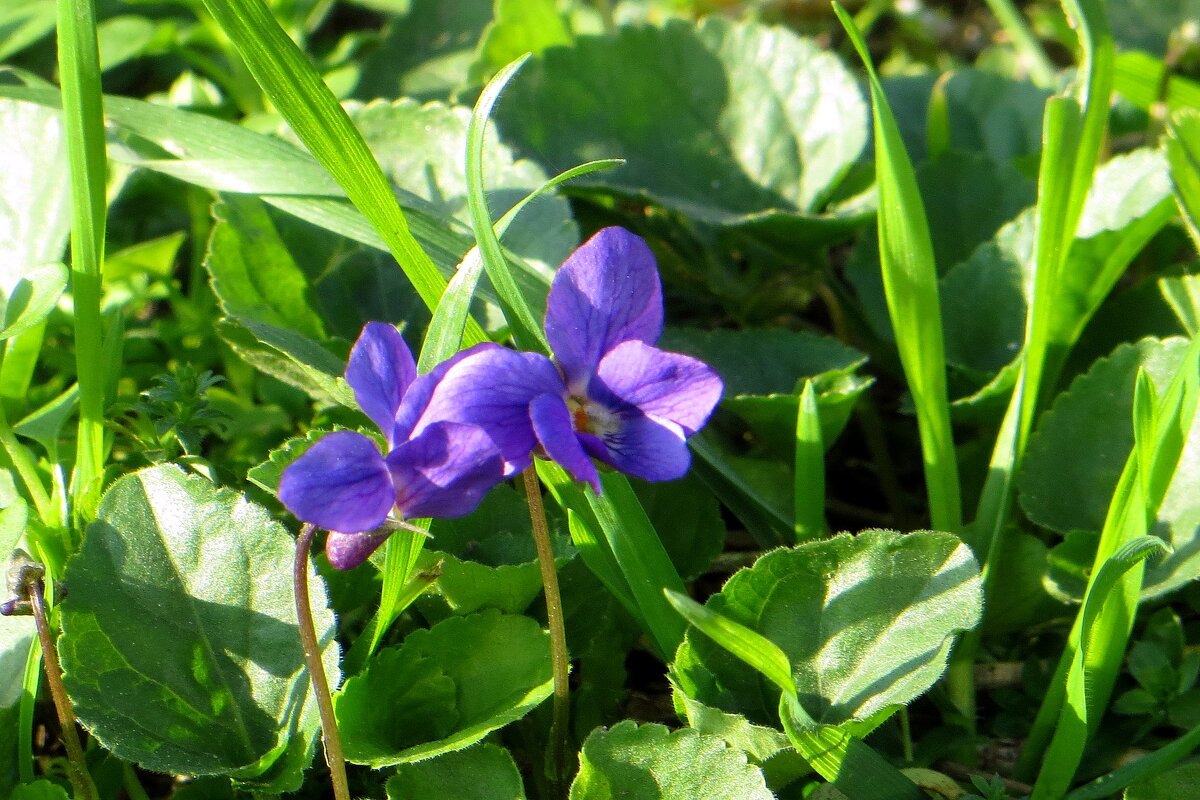 Весенние фиалочки в ноябре - Татьяна Смоляниченко Весенние фиалочки в ноябре - Татьяна Смоляниченко