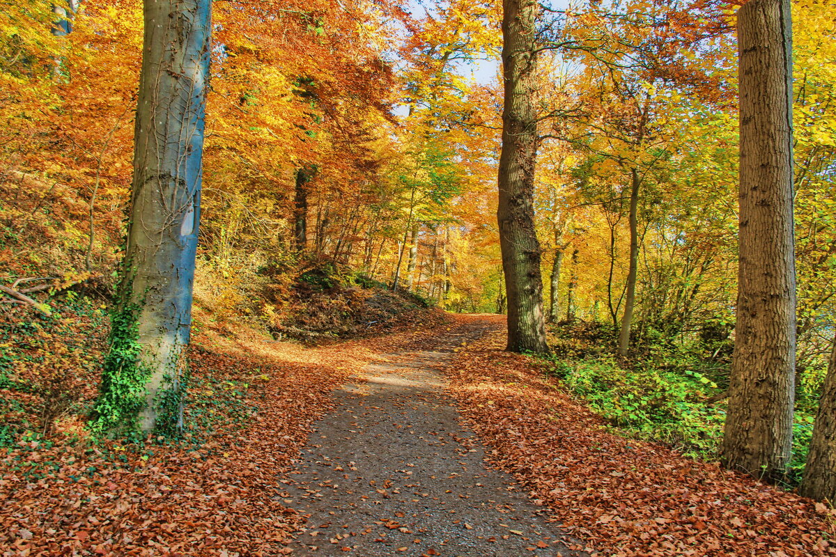 В осеннем лесу - Андрей K.