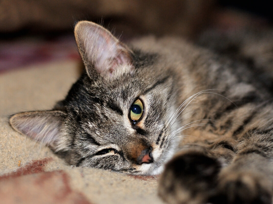 Хитрый взгляд - Alex Matarykin