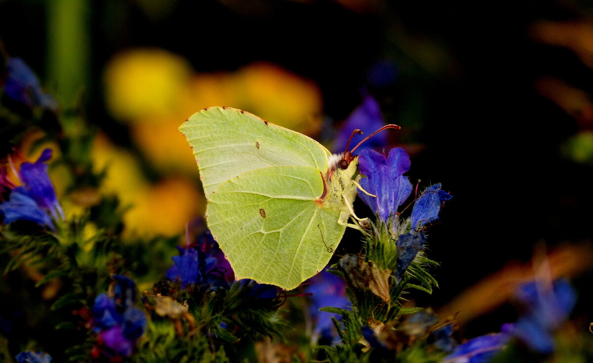 опять про бабочек...98 - Александр Прокудин