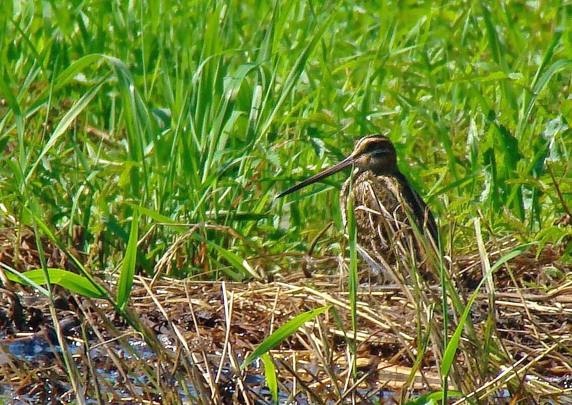 бекас - gawrilа - dan