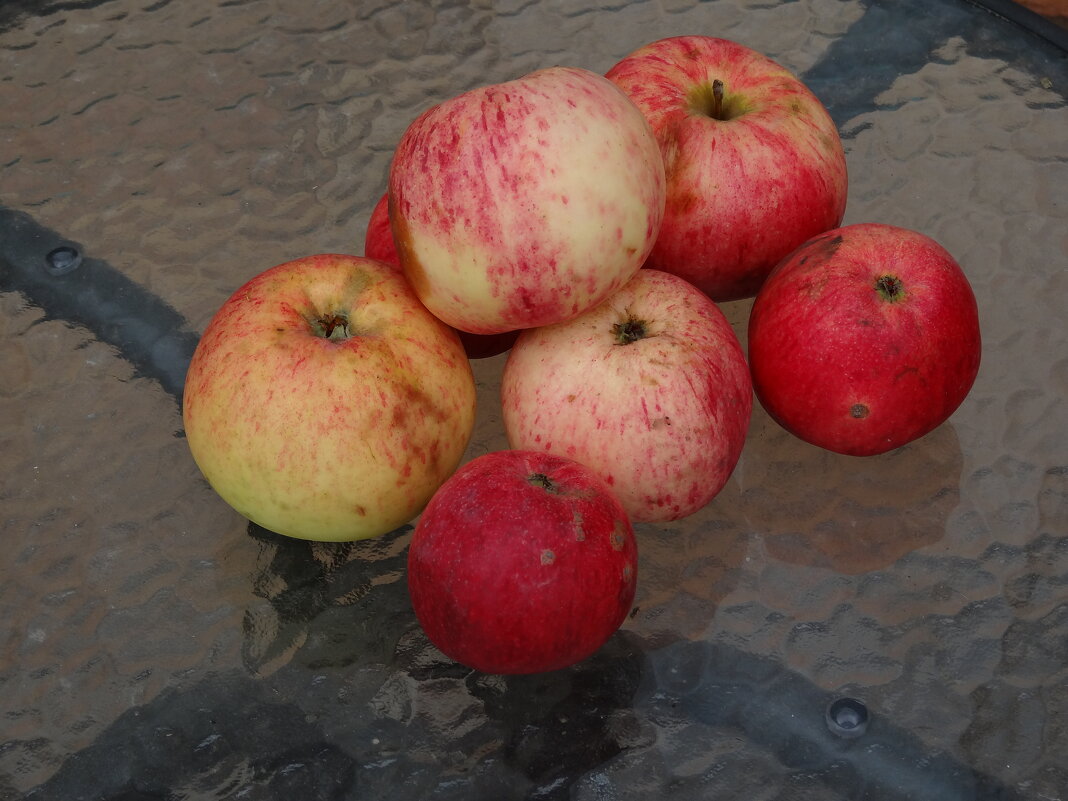 ЯБЛОКИ - СЕРГЕЙ ФИЛОЧКИН