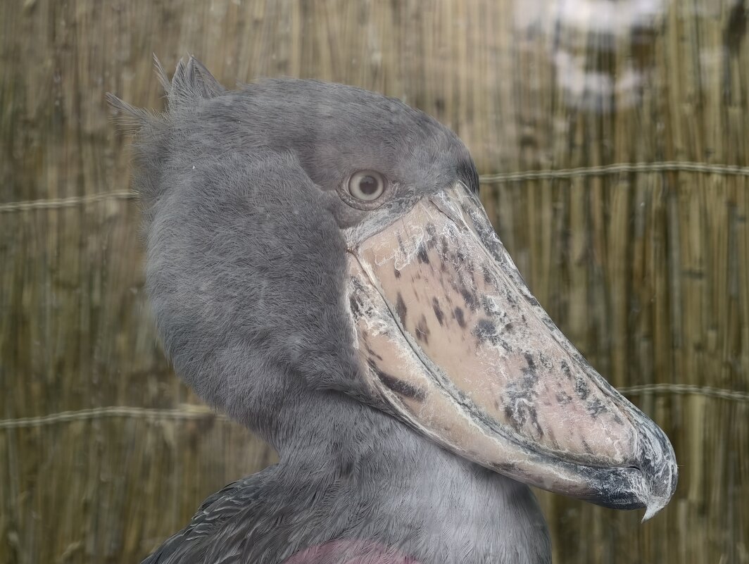 Китоглав - <<< Наташа >>>