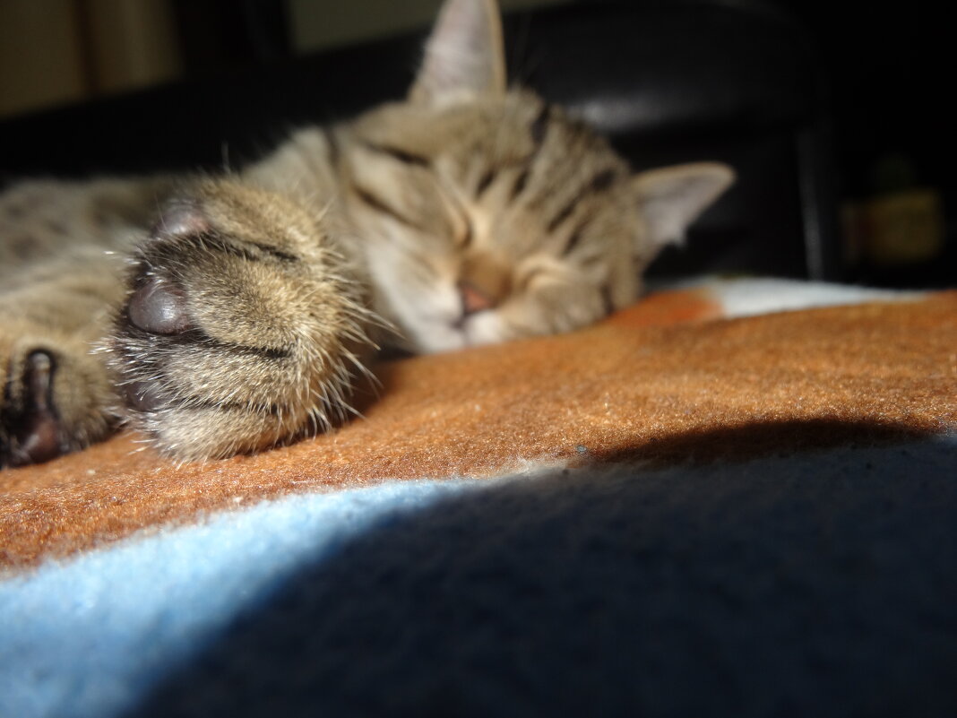 мурзик - СЕРГЕЙ ФИЛОЧКИН